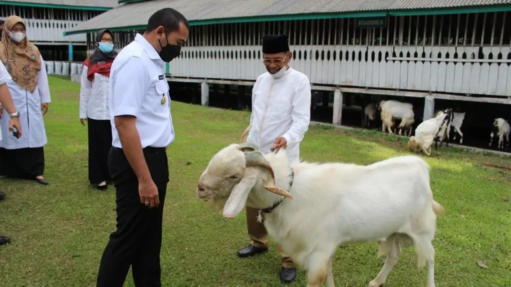 Pejabat berinteraksi dengan kambing Etawa di peternakan