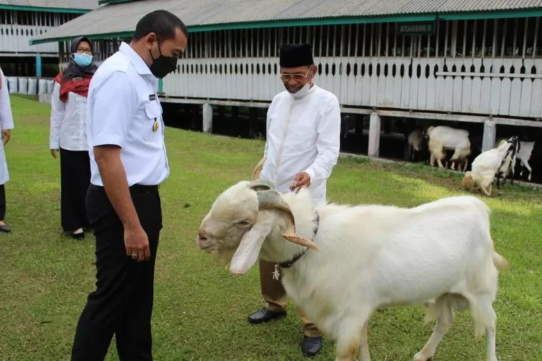 Pejabat berinteraksi dengan kambing Etawa di peternakan