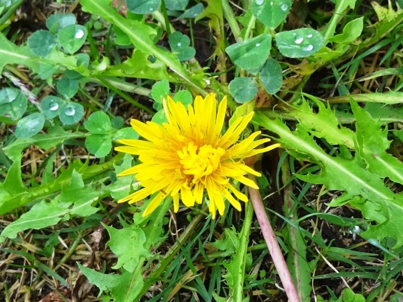 Sebuah mangkuk berisi daun dandelion segar terletak di atas latar belakang abu-abu gelap, dikelilingi oleh bunga dandelion.