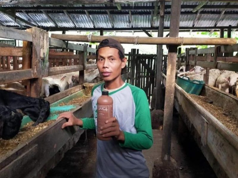 Peternak memegang botol pakan sapi di kandang sapi.