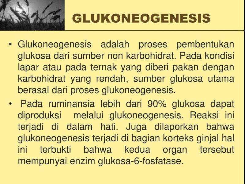 Glukoneogenesis adalah proses pembentukan glukosa dari sumber non karbohidrat. Pada kondisi lapar atau pada ternak yang diberi pakan dengan karbohidrat yang rendah, sumber glukosa utama berasal dari proses glukoneogenesis. Pada ruminansia lebih dari 90% glukosa dapat diproduksi melalui glukoneogenesis. Reaksi ini terjadi di dalam hati. Juga dilaporkan bahwa glukoneogenesis terjadi di bagian korteks ginjal hal ini terbukti bahwa kedua organ tersebut mempunyai enzim glukosa-6-fosfatase.