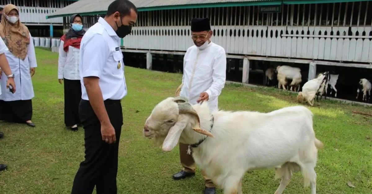 Pejabat berinteraksi dengan kambing Etawa di peternakan