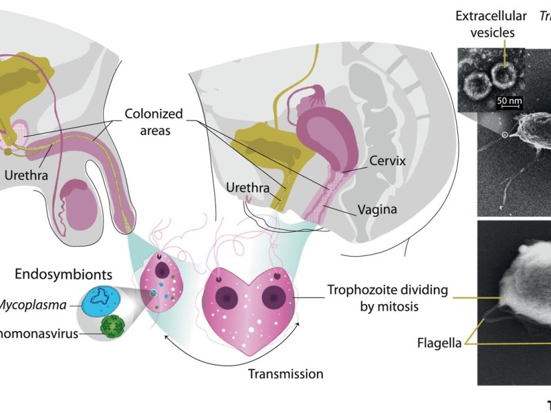 Skema Interaksi dan Mikroorganisme dalam Sistem Reproduksi Wanita dan Pria Diagram yang menunjukkan sistem reproduksi wanita dan pria, menyoroti Trichomonas vaginalis serta endosymbionts seperti Mycoplasma dan Trichomonavirus.