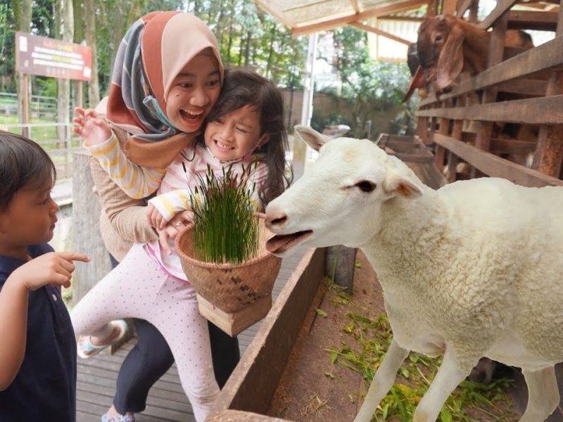 Anak-anak dan ibu bermain dengan domba di peternakan