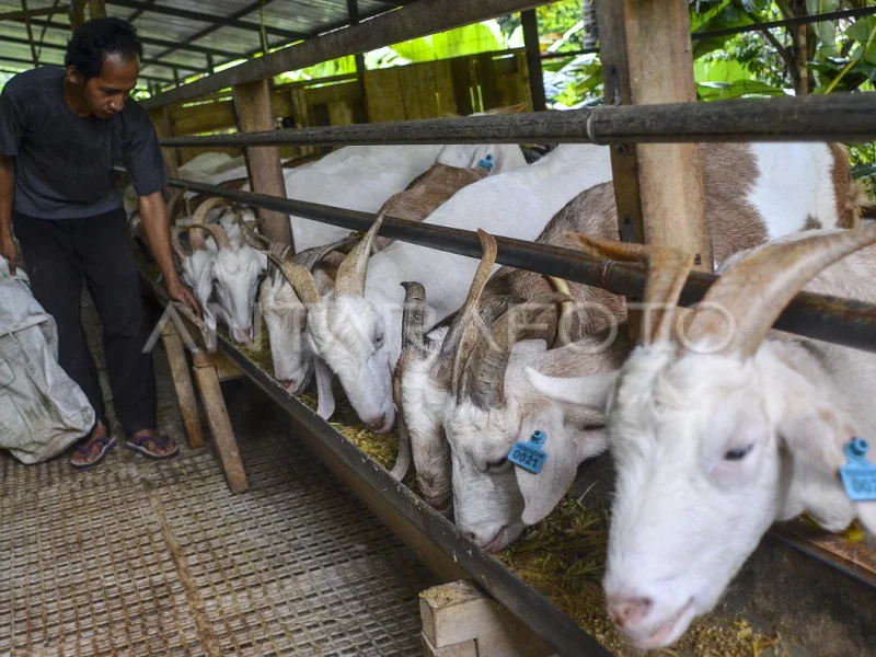 Peternak memberi makan kambing Etawa di kandang.